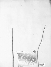 Puccinia junci image